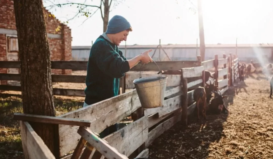 Volontaire sur une ferme